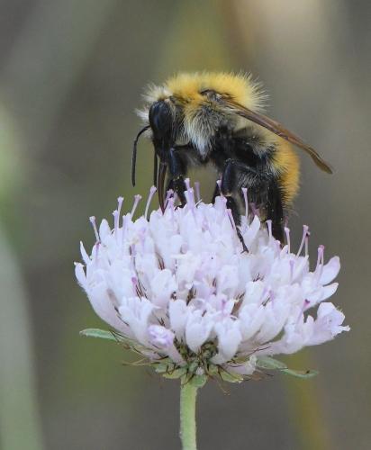 Réf. 234 008 : Bombus pascuorum intermedius